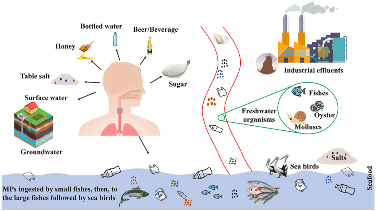 Рис.1. Основні механізми потрапляння нанопластику в організм людини [1].